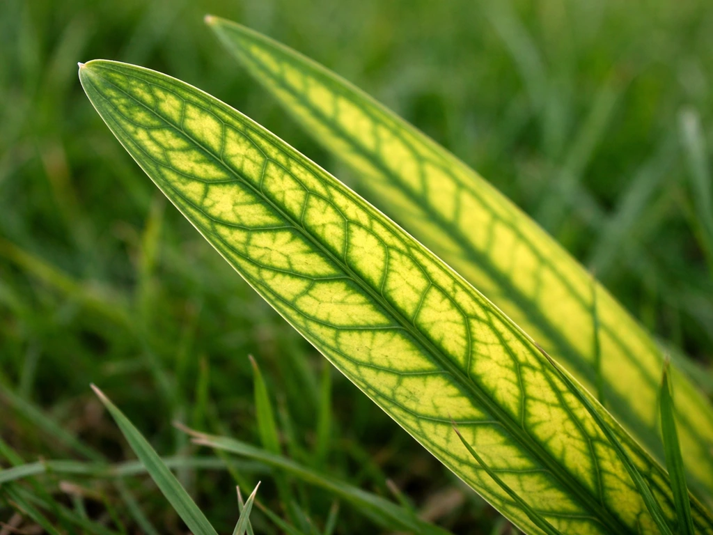 Gros plan d’une feuille de pelouse jaunie, avec nervures vert foncé très visibles en réseau.