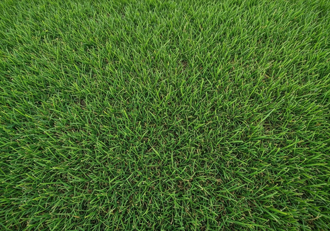 Gros plan d’un gazon kikuyu, tiges épaisses et feuilles vert vif aux textures distinctes