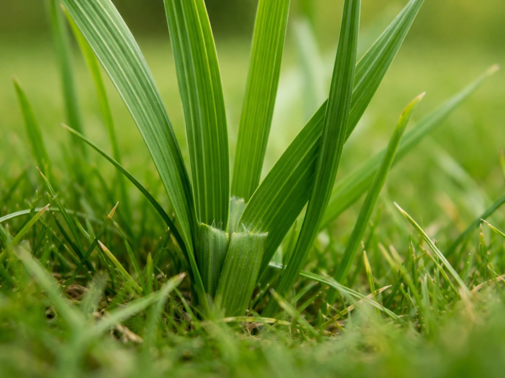 Gros plan sur des feuilles de pâturin commun dans une pelouse, montrant l’aspect des limbes et la zone de ligule